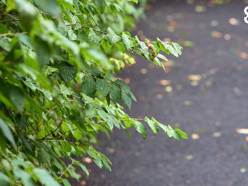 Foto einer Hecke neben dem Gehweg